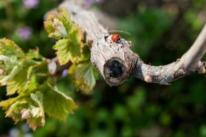 Firriato premio Sostenibilità La coccinella sulla vite