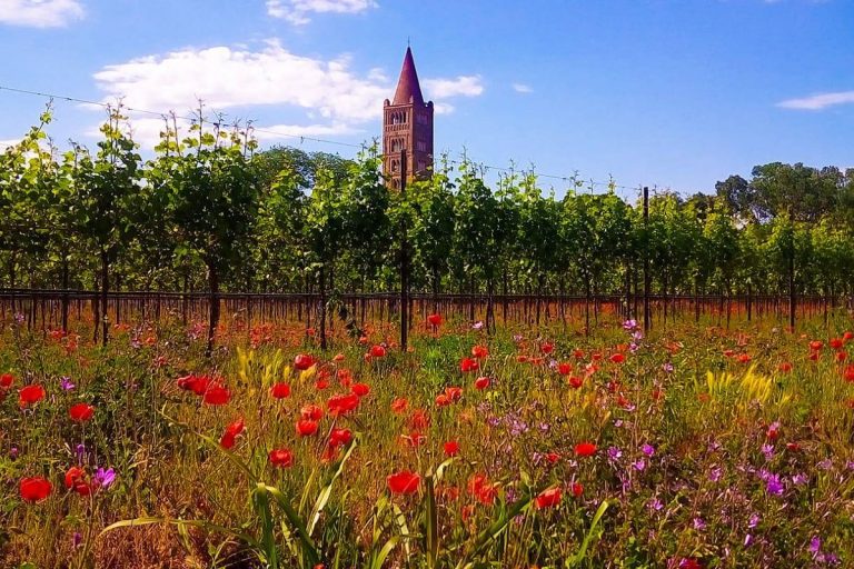 Fortana - Corte Madonnina Vigneto|Fortana - vino del Delta del Po|Fortana - Azienda Mariotti|Fortana - Corte Madonnina vigna luisa|Fortana - Ca'Nova