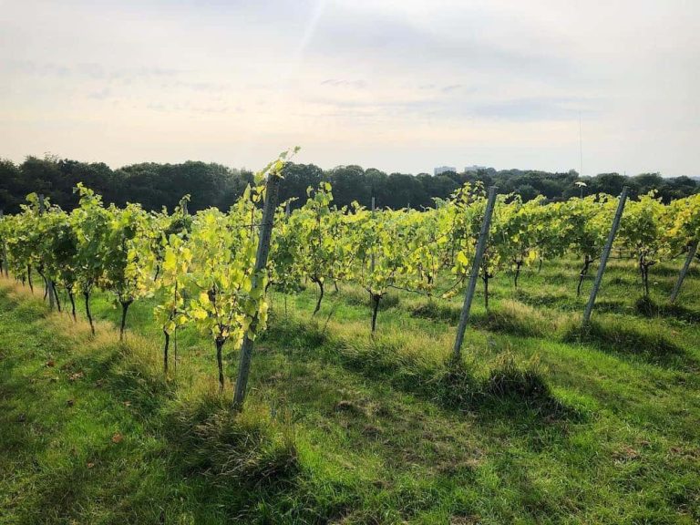 Forty Hall Community Vineyard foto|Forty Hall Community Vineyard foto|Forty Hall Community Vineyard foto|Forty Hall Community Vineyard foto