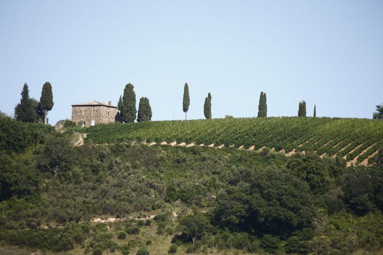 vigneto_Montalcino