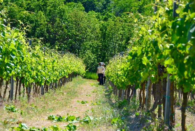 Scopri come sarà la vendemmia 2021|Scopri come sarà la vendemmia 2021|Scopri come sarà la vendemmia 2021|Scopri come sarà la vendemmia 2021