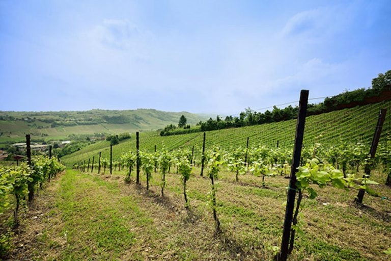 Giorgi Wines|ANTONIO GIORGI 3 BICCHIERI CON ASTUCCIO LODOLA|ANTONIO GIORGI 3 BICCHIERI CON ASTUCCIO LODOLA