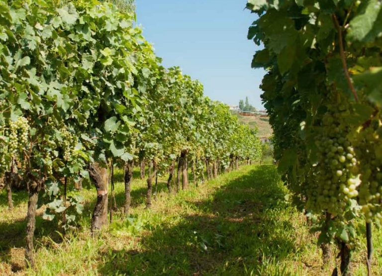 Vigne di Cantine Astroni|