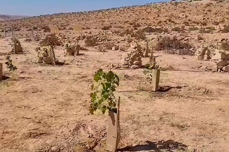 Israele - vigne deserto Negev - credits Lior Schwimmer - Israel nature and park authority|