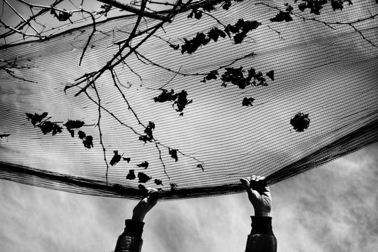 mostra a disegnar le vigne|mostra a disegnar le vigne|mostra a disegnar le vigne|mostra a disegnar le vigne