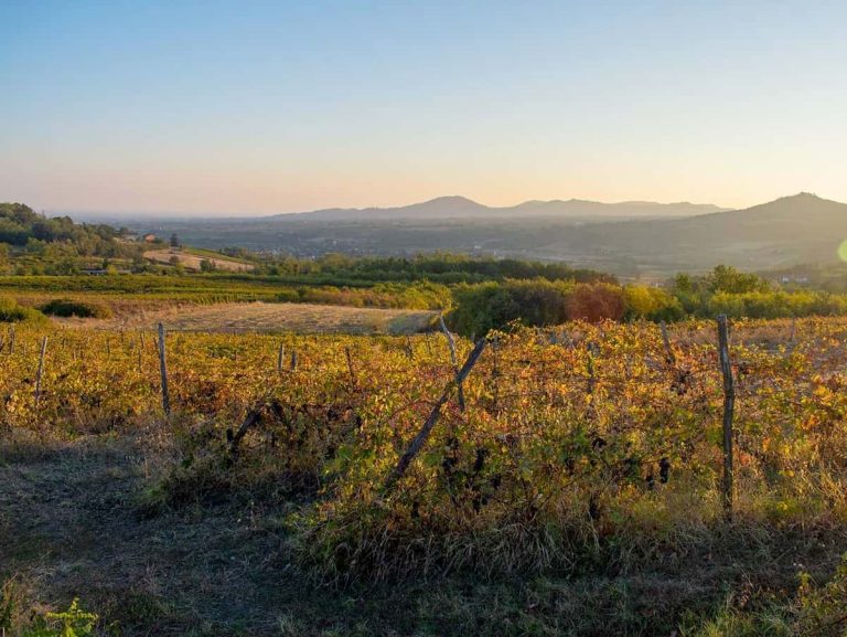 Leone Alato - Vigneti Fassone - Colli Tortonesi
