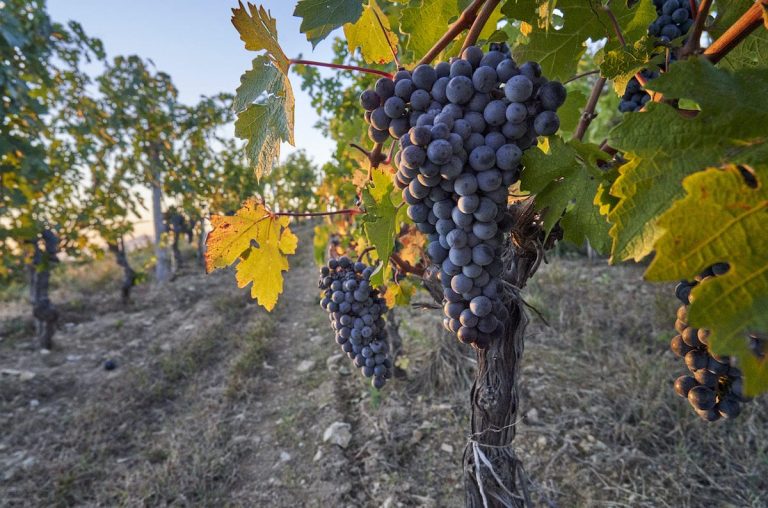 Long Dai vines_copyright-richard-haughton|long dai|hu-yue-2018-petit-vinco-1