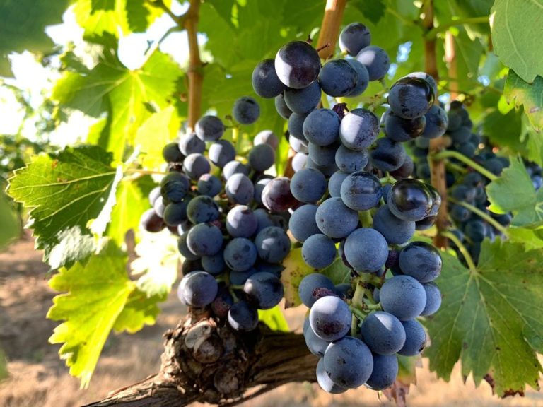 Vigna Gamay|Cantina Madrevite Nicola Chiucchiurlotto|Vigneto Trasimeno|Vigneto Duca Corgna|Cantina Duca Corgna|Cantina Madrevite Gamay