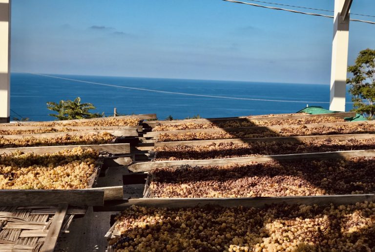 Vini Rari. Due Malvasia da Sicilia e Sardegna da scoprire|