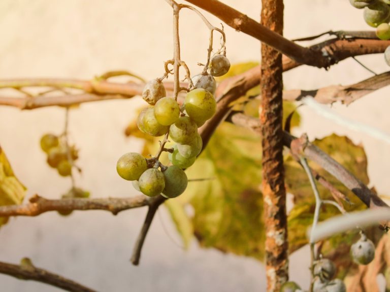 |Marche-vigneto-verdicchio