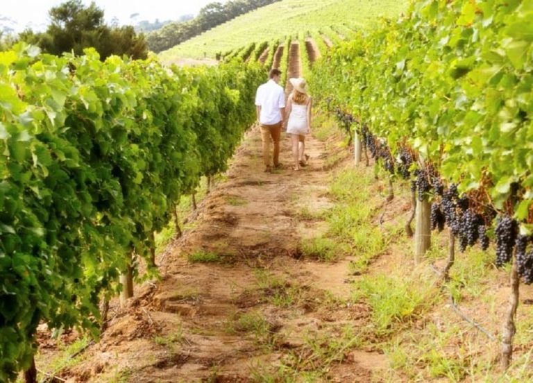 Passeggiata in vigna
