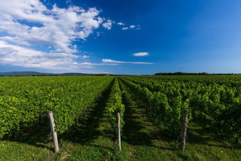 Le vigne di Masut da Rive
