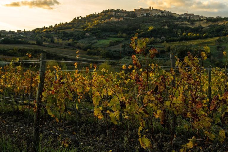 Vigne di Montepulciano|Panorama di Montepulciano