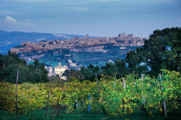 Orvieto|Orvieto|Cooperativa Monrubio||Castello della Sala|Azienda Vinicola Palazzone|Cantina Bigi