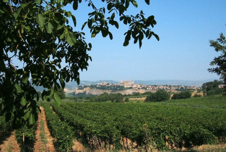 Orvieto|Red grapes|Furore Grand Hotel_Fine Dining Restaurant.1|Furore Grand Hotel_Fine Dining Restaurant.1