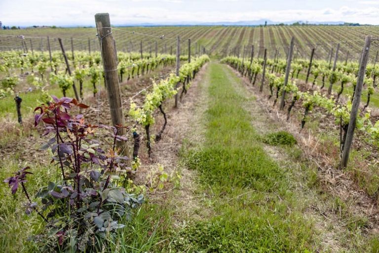 pico maccario vigneti