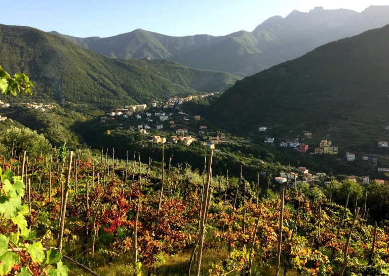 Gragnano vino|Gragnano vino|Gragnano vino|Gragnano vino|Gragnano vino