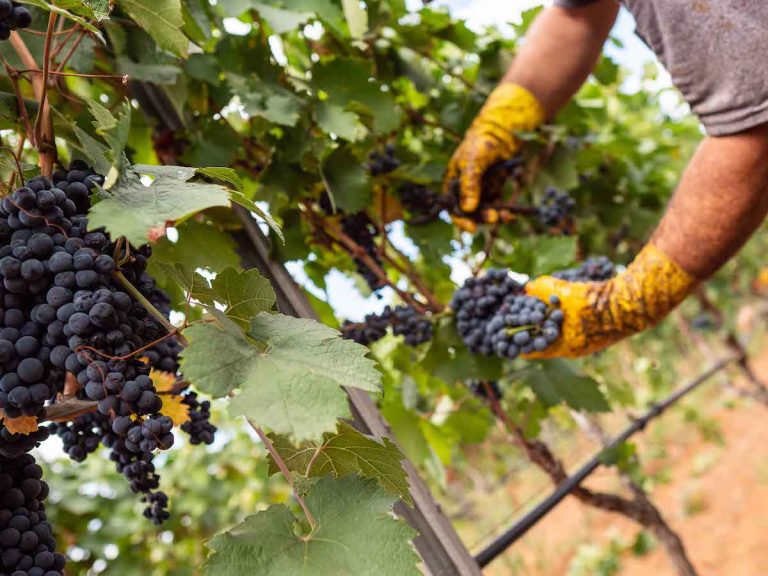 Primitivo manduria - vendemmia