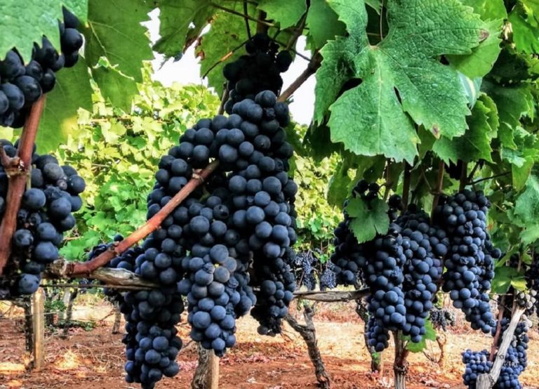 produttori di manduria grappolo di uva