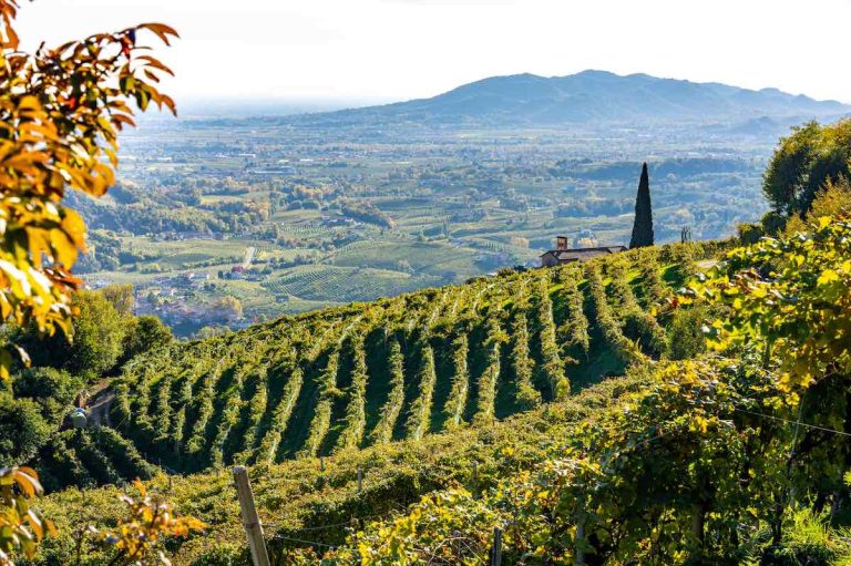 prosecco|prosecco Francesco Drusian