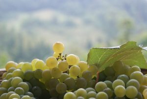 Prosecco Doc - Foto LC click da Pixabay-2