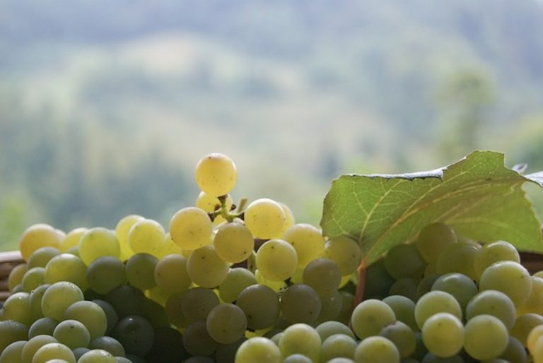 Prosecco Doc - Foto LC click da Pixabay-2