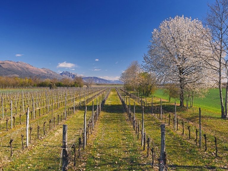 |Prosecco Doc -vigneto a Polcenigo - foto Consorzio Prosecco Doc
