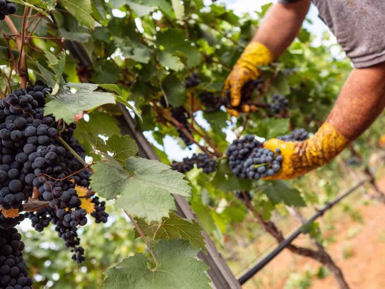Puglia - Primitivo Manduria - vendemmia 2021 - 2|Romagna - Alluvione 2023 - vigneti Trebbiano Lugo Ravenna - @Terrecevico - 2
