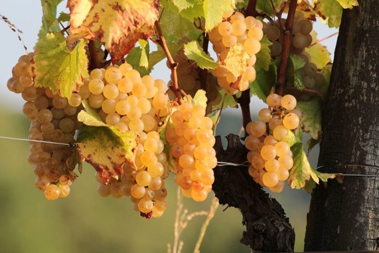 uva ribolla gialla in vigna|