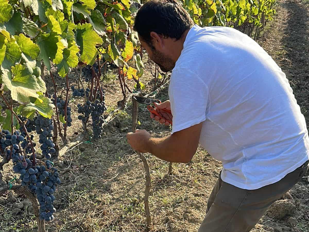 Il primo vino naturale in Albania? Lo producono due sommelier italiani e un vigneron di Valona