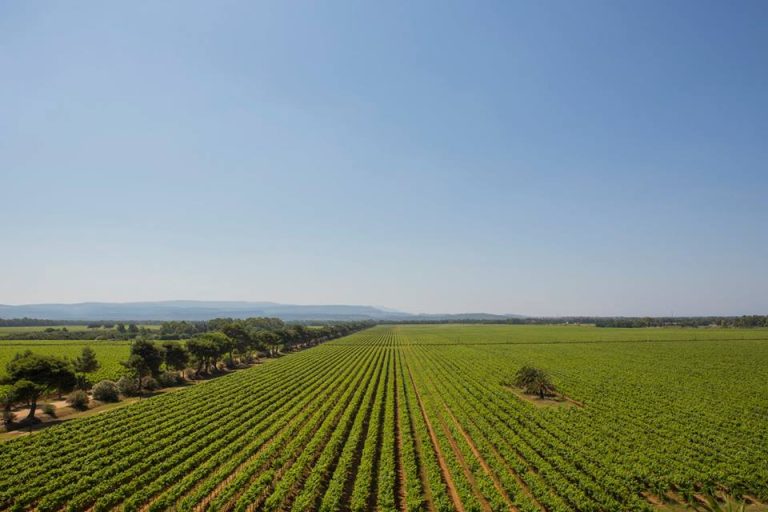 Le vigne di Sella&Mosca