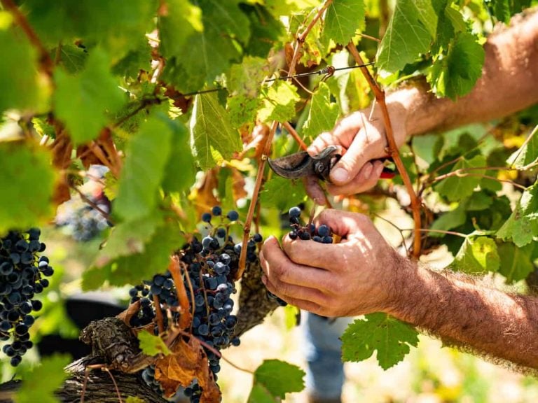 |Sicilia Doc vendemmia - foto Consorzio