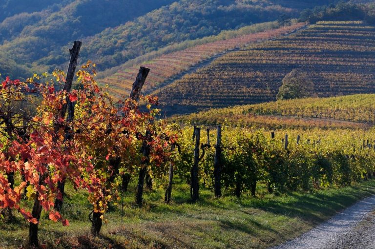 Vipava Valley in Slovenia|Slovenia vino|Slovenia Vino|Slovenia Vino|Slovenia Vino|Slovenia Vino|Slovenia Vino