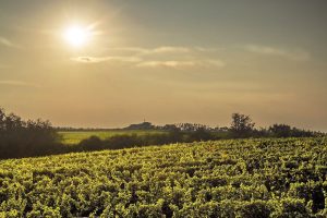 sole vigneti cambiamenti climatici - climate change - Foto Jindra Jindrich da Pixabay-2