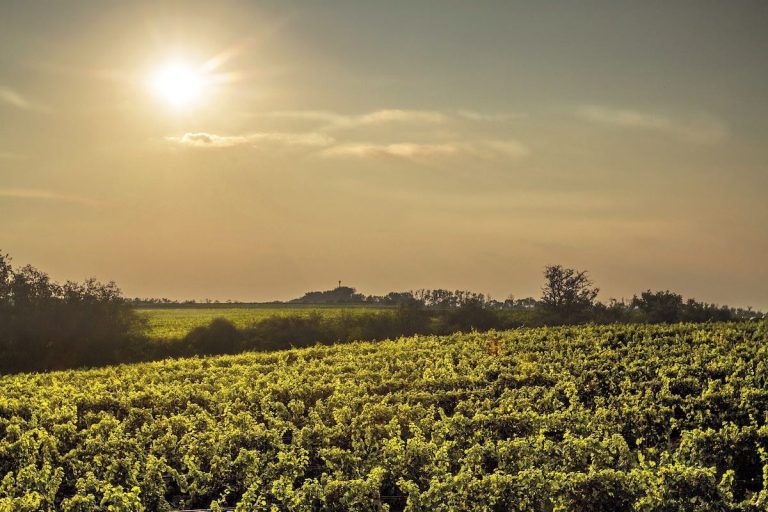 sole vigneti cambiamenti climatici - climate change - Foto Jindra Jindrich da Pixabay-2