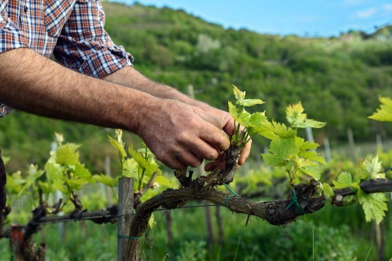 vigna||