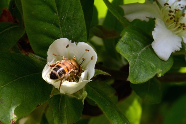ape su fiore|Giuseppe Blasi|pianta|vigna