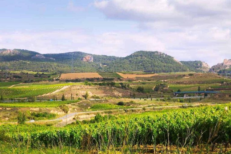 Spagna vigneti Rioja - bearfotos da Freepik|Giacenze - bottiglie generiche - Foto di phideg da Pixabay|Spagna - Rioja - botti cantina - commercio vino
