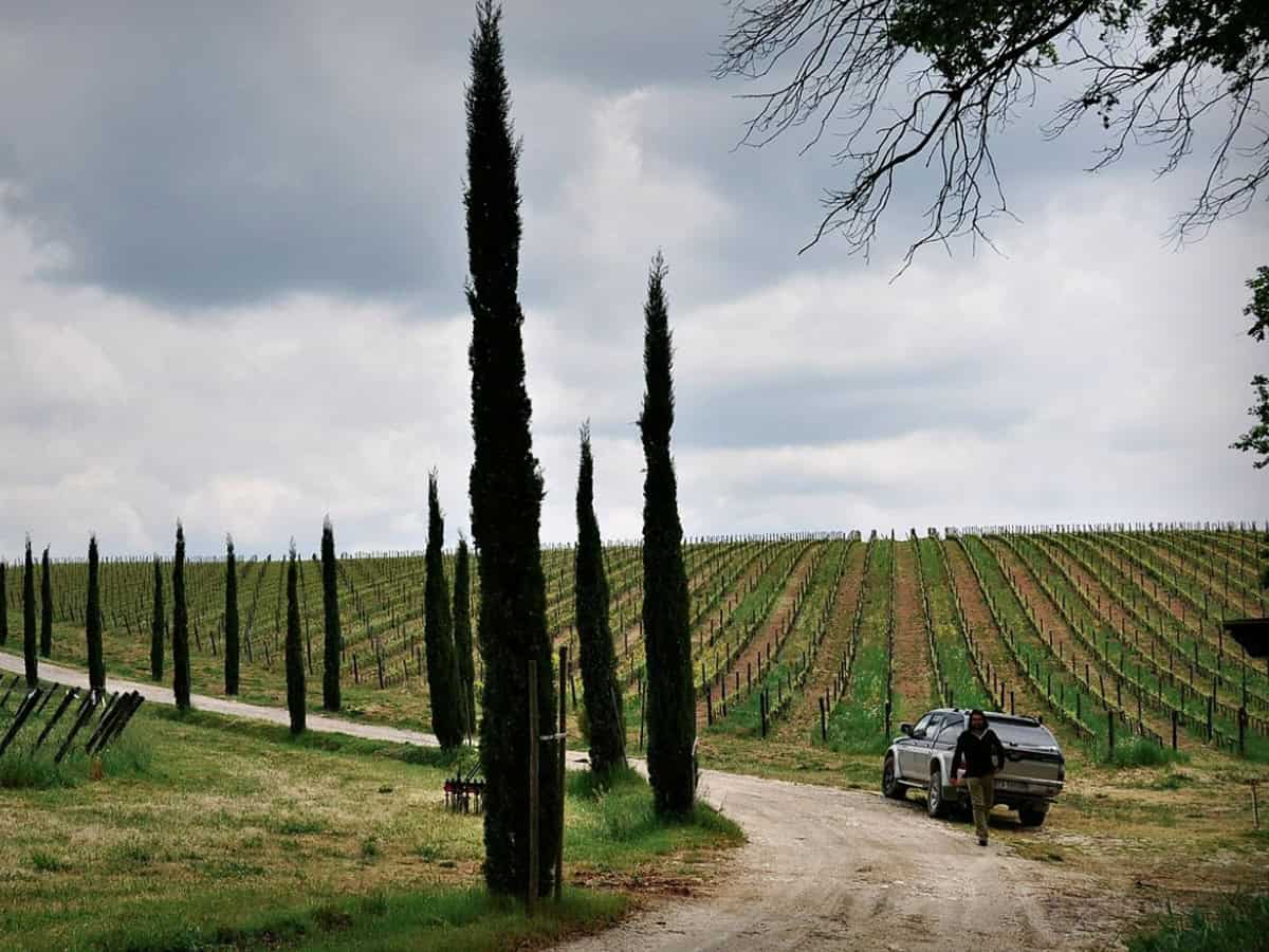 Il gruppo di vignaioli che ha rivoluzionato lo Syrah. La storia di Stefano Amerighi e gli altri produttori di Cortona