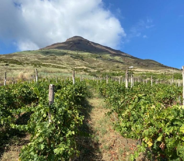 il vigneto di malvasia a Stromboli|Uva malvasia a Stromboli|Vendemmia a Stromboli