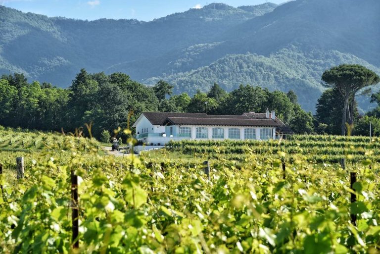 TENIMENTI CIVA A BELLAZOIA|Sauvignon Vigneto Bellazoia ’21 Tenimenti Civa|TENIMENTI CIVA A BELLAZOIA