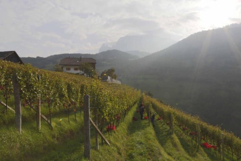 Tenuta Ebner|Tenuta Ebner tralcio di vite|Tenuta Ebner Brigitte Unterthiner|Tenuta Ebner Florian e Brigitte Unterthiner|Tenuta Ebner Florian Unterthiner|Tenuta Ebner Grappolo|Tenuta Ebner Alto Adige Valle Isarco Grüner Veltliner|carne meatech|104 g di bistecca coltivata. Foto- Shlomi Arbiv|La Stampa di una bistecca|laboratorio di carne coltivata|