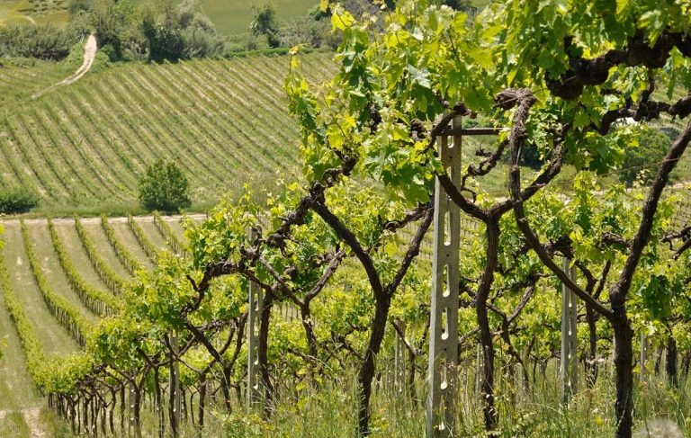 |vino-qualità-prezzo
