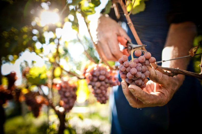 Grappoli Gewurtztraminer||||Nussbaumer verticale
