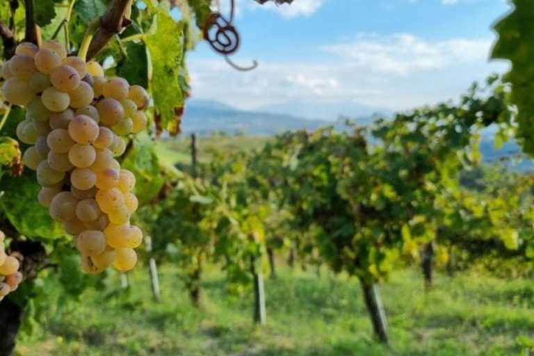 uva-vini-campani