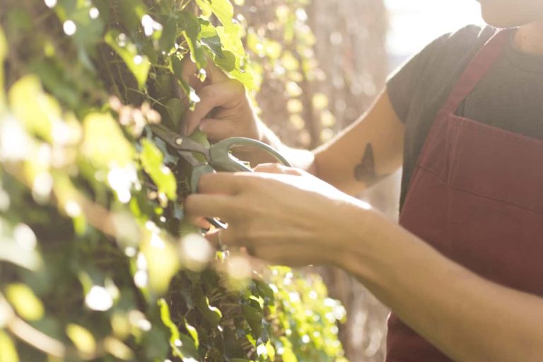 vendemmia|Grappoli uva