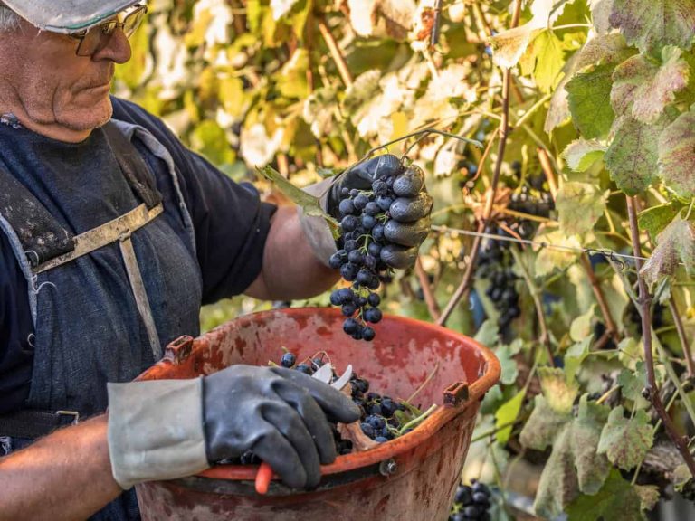 Vendemmia Abruzzo - raccolta nei vigneti Fantini group|Argea - Zaccagnini - vigneti|Fantini group - vigneti dal drone|Librandi_tenuta_rosaneti_-_ph_luca_savettiere|Zonin - vendemmia 2021 Oltrenero|Vigneti Reale - Salice salentino - Puglia