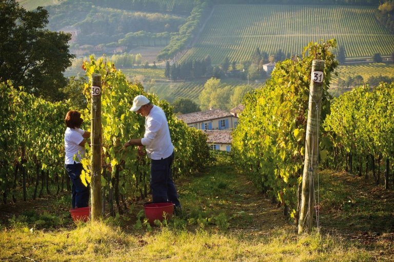 vendemmia di uva albana|Santadi provincia di_Carbonia-Iglesias nel_Basso_Sulcissardegna|Librandi la vigna circolare della tenuta Rosaneti. Foto Luca Savettiere