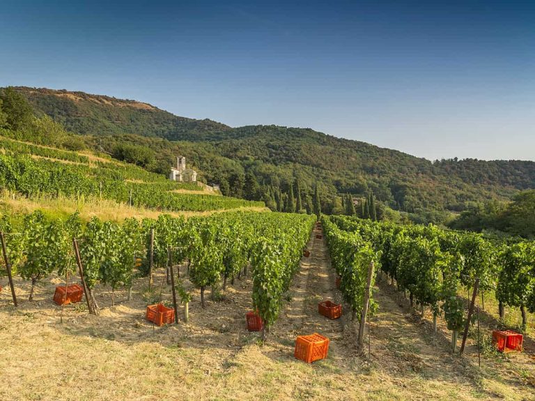 Vendemmia - foto Consorzio Franciacorta