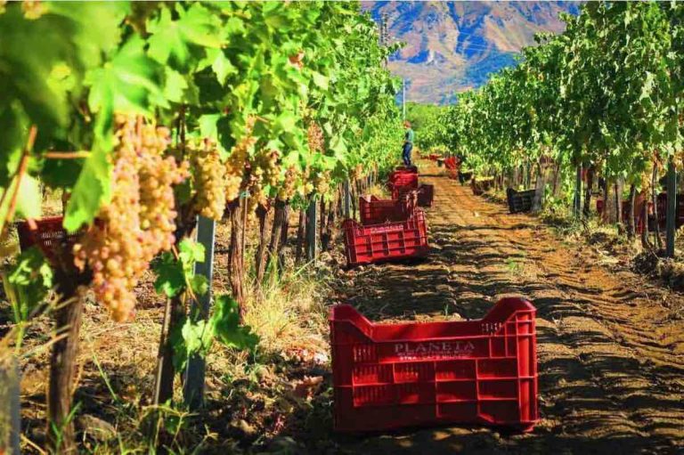 vendemmia foto- Consorziovinomarsala